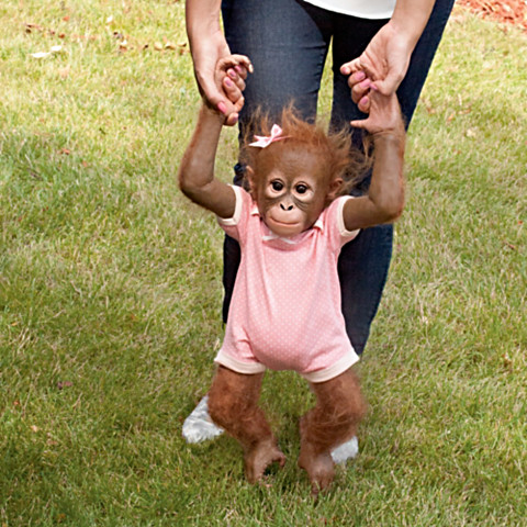 "Annabelle's Hugs" Lifelike Baby Monkey Doll